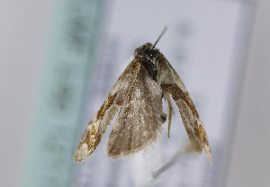  ( - TLMF Lep 12117)  @12 [ ] CreativeCommons - Attribution Non-Commercial Share-Alike (2013) Peter Huemer Tiroler Landesmuseum Ferdinandeum