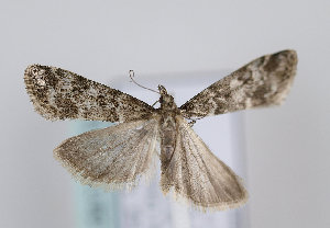  ( - TLMF Lep 12179)  @13 [ ] CreativeCommons - Attribution Non-Commercial Share-Alike (2013) Peter Huemer Tiroler Landesmuseum Ferdinandeum