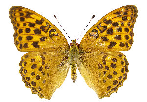  (Argynnis paphia - TLMF Lep 13849)  @15 [ ] CreativeCommons - Attribution Non-Commercial Share-Alike (2014) Peter Huemer Tiroler Landesmuseum Ferdinandeum