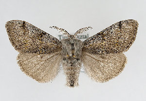  (Gynaephora fascelina - TLMF Lep 13978)  @14 [ ] CreativeCommons - Attribution Non-Commercial Share-Alike (2014) Peter Huemer Tiroler Landesmuseum Ferdinandeum