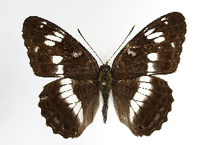  (Limenitis camilla - TLMF Lep 14172)  @14 [ ] CreativeCommons - Attribution Non-Commercial Share-Alike (2014) Peter Huemer Tiroler Landesmuseum Ferdinandeum