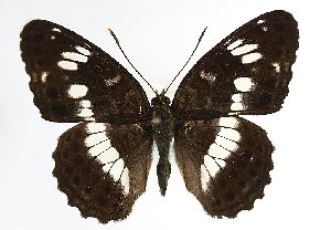  (Limenitis camilla - TLMF Lep 14173)  @14 [ ] CreativeCommons - Attribution Non-Commercial Share-Alike (2014) Peter Huemer Tiroler Landesmuseum Ferdinandeum