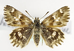  ( - TLMF Lep 14188)  @11 [ ] CreativeCommons - Attribution Non-Commercial Share-Alike (2014) Peter Huemer Tiroler Landesmuseum Ferdinandeum