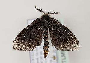  ( - TLMF Lep 18019)  @11 [ ] CreativeCommons - Attribution Non-Commercial Share-Alike (2015) Peter Huemer Tiroler Landesmuseum Ferdinandeum