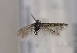  (Coleophora albulae - TLMF Lep 18991)  @13 [ ] CreativeCommons - Attribution Non-Commercial Share-Alike (2015) Peter Huemer Tiroler Landesmuseum