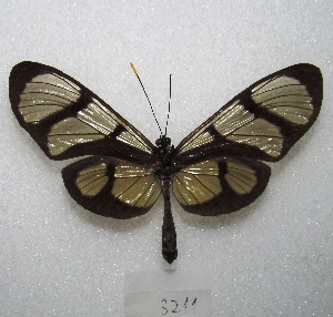  ( - MACN-Bar-Lep-ct 03211)  @14 [ ] Copyright (2014) MACN Museo Argentino de Ciencias Naturales "Bernardino Rivadavia"