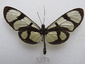  ( - MACN-Bar-Lep-ct 03237)  @11 [ ] Copyright (2014) MACN Museo Argentino de Ciencias Naturales "Bernardino Rivadavia"