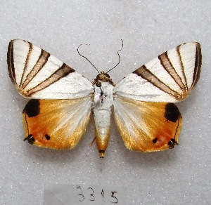  (Eulepidotis geminata - MACN-Bar-Lep-ct 03315)  @14 [ ] Copyright (2014) MACN Museo Argentino de Ciencias Naturales "Bernardino Rivadavia"