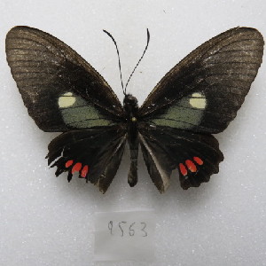  (Parides vertumnus yuracares - MACN-Bar-Lep-ct 09563)  @11 [ ] Copyright (2024) MACN Museo Argentino de Ciencias Naturales "Bernardino Rivadavia"