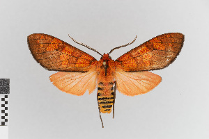  (Elysius diorus - EcEs-Lep-00481)  @11 [ ] copyright (2024) Gunnar Brehm Friedrich-Schiller-University Jena