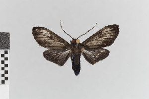  (Episcepsis aelia - EcEs-Lep-00510)  @11 [ ] copyright (2024) Gunnar Brehm Friedrich-Schiller-University Jena