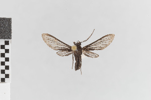  (Valvaminor desperata - EcEs-Lep-00530)  @11 [ ] copyright (2024) Gunnar Brehm Friedrich-Schiller-University Jena