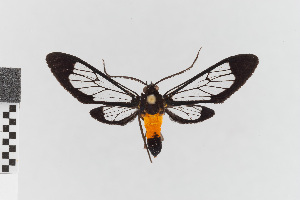  (Cosmosoma stilbosticta - EcEs-Lep-00009)  @11 [ ] copyright (2024) Gunnar Brehm Friedrich-Schiller-University Jena
