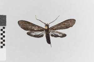  (Ecdemus obscuratum - EcEs-Lep-00034)  @11 [ ] copyright (2024) Gunnar Brehm Friedrich-Schiller-University Jena