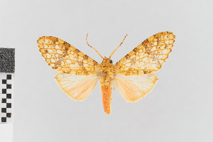  (Baritius nr. eleuthera - EcEs-Lep-00139)  @11 [ ] copyright (2024) Gunnar Brehm Friedrich-Schiller-University Jena