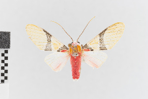  (Idalus nr. carinosa - EcEs-Lep-00188)  @11 [ ] copyright (2024) Gunnar Brehm Friedrich-Schiller-University Jena