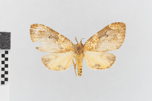  (Ochrodota nr. pronapides - EcEs-Lep-00192)  @11 [ ] copyright (2024) Gunnar Brehm Friedrich-Schiller-University Jena