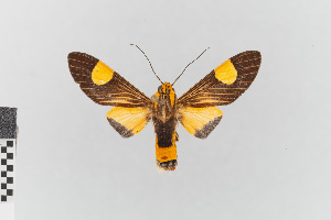  (Amphelarctia priscilla_group - EcEs-Lep-00293)  @11 [ ] copyright (2024) Gunnar Brehm Friedrich-Schiller-University Jena