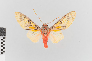  (Idalus nr. sublineata - EcEs-Lep-00295)  @11 [ ] copyright (2024) Gunnar Brehm Friedrich-Schiller-University Jena