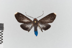  (Episcepsis thetis_group - EcEs-Lep-00297)  @11 [ ] copyright (2024) Gunnar Brehm Friedrich-Schiller-University Jena