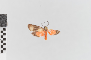  (Talara albipars - EcEs-Lep-00345)  @11 [ ] copyright (2024) Gunnar Brehm Friedrich-Schiller-University Jena