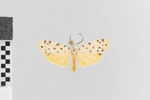  (Epeiromulona phelina - EcEs-Lep-00354)  @11 [ ] copyright (2024) Gunnar Brehm Friedrich-Schiller-University Jena