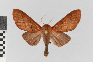  (Neidalia nr. eurygania - EcEs-Lep-00665)  @11 [ ] copyright (2024) Gunnar Brehm Friedrich-Schiller-University Jena