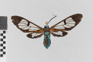  (Cosmosoma remota - EcEs-Lep-00820)  @11 [ ] copyright (2024) Gunnar Brehm Friedrich-Schiller-University Jena