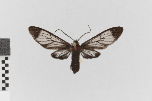  (Chrostosoma haematica - EcEs-Lep-00824)  @11 [ ] copyright (2024) Gunnar Brehm Friedrich-Schiller-University Jena
