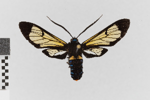  (Autochloris nr. jansonis - EcEs-Lep-00830)  @11 [ ] copyright (2024) Gunnar Brehm Friedrich-Schiller-University Jena