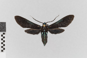  (Poliopastea vittata - EcEs-Lep-00832B)  @11 [ ] copyright (2025) Gunnar Brehm Friedrich-Schiller-University Jena