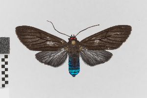  (Episcepsis hypoleuca_group - EcEs-Lep-00837A)  @11 [ ] copyright (2025) Gunnar Brehm Friedrich-Schiller-University Jena