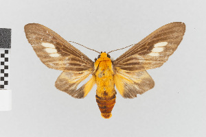  (Phaemolis - EcEs-Lep-01179)  @11 [ ] copyright (2024) Gunnar Brehm Friedrich-Schiller-University Jena