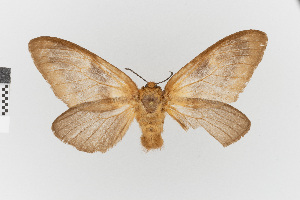  ( - EcEs-Lep-01500)  @11 [ ] copyright (2024) Gunnar Brehm Phyletisches Museum Jena