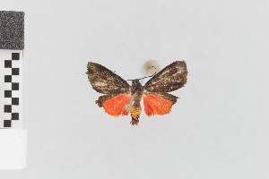  (Prepiella nr. hippona - EcEs-Lep-02277)  @11 [ ] copyright (2024) Gunnar Brehm Phyletisches Museum Jena