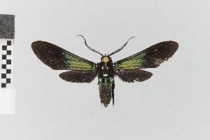  (Poliopastea nr. indistincta - EcEs-Lep-08580)  @11 [ ] copyright (2025) Gunnar Brehm Friedrich-Schiller-University Jena