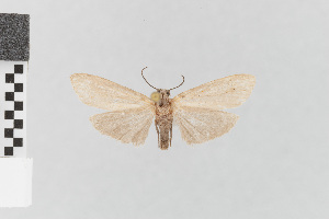  ( - EcEs-Lep-11792)  @11 [ ] copyright (2024) Gunnar Brehm Phyletisches Museum Jena