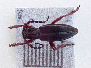  (Iberodorcadion becerrae - LK0044)  @11 [ ] Attribution Non-Commercial Share-Alike (2020) Lech Karpinski Museum and Institute of Zoology, Polish Academy of Sciences