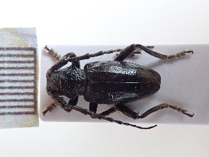  ( - LK0074)  @11 [ ] Attribution Non-Commercial Share-Alike (2020) Lech Karpinski Museum and Institute of Zoology, Polish Academy of Sciences