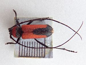  ( - LK0121)  @11 [ ] Attribution Non-Commercial Share-Alike (2020) Lech Karpinski Museum and Institute of Zoology, Polish Academy of Sciences