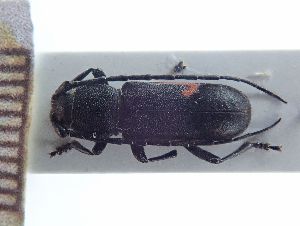  (Purpuricenus robusticollis - LK0132)  @11 [ ] Attribution Non-Commercial Share-Alike (2020) Lech Karpinski Museum and Institute of Zoology, Polish Academy of Sciences