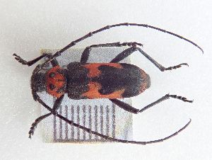  (Purpuricenus dalmatinus - LK0134)  @11 [ ] Attribution Non-Commercial Share-Alike (2020) Lech Karpinski Museum and Institute of Zoology, Polish Academy of Sciences