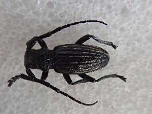  (Eodorcadion maurum quinquevittatum - LK0139)  @11 [ ] CreativeCommons - Attribution Share-Alike (2025) Lech Karpinski Museum and Institute of Zoology of the Polish Academy of Sciences