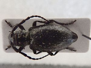  ( - LK0143)  @11 [ ] CreativeCommons - Attribution Share-Alike (2025) Lech Karpinski Museum and Institute of Zoology of the Polish Academy of Sciences