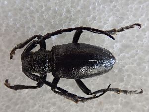  (Eodorcadion maurum maurum - LK0145)  @11 [ ] CreativeCommons - Attribution Share-Alike (2025) Lech Karpinski Museum and Institute of Zoology of the Polish Academy of Sciences