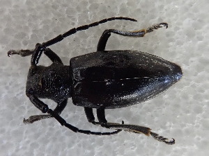  ( - LK0146)  @11 [ ] CreativeCommons - Attribution Share-Alike (2025) Lech Karpinski Museum and Institute of Zoology of the Polish Academy of Sciences