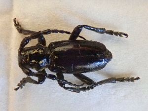  ( - LK0152)  @11 [ ] CreativeCommons - Attribution Share-Alike (2025) Lech Karpinski Museum and Institute of Zoology of the Polish Academy of Sciences