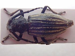  ( - LK0162)  @11 [ ] CreativeCommons - Attribution Share-Alike (2025) Lech Karpinski Museum and Institute of Zoology of the Polish Academy of Sciences