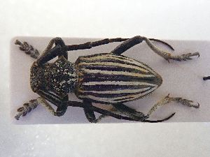  (Eodorcadion maurum katharinae - LK0166)  @11 [ ] CreativeCommons - Attribution Share-Alike (2025) Lech Karpinski Museum and Institute of Zoology of the Polish Academy of Sciences