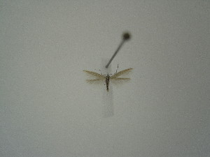  ( - BC KS 00279)  @12 [ ] Unspecified (default): All Rights Reserved (2012) Andreas K. Stuebner Andreas "K." Stuebner Research Collection
